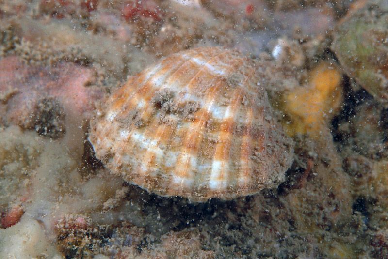 Acanthocardia paucicostata